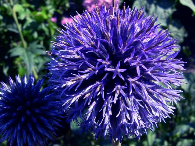 Blue Echinops