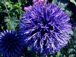 Echinops banaticus - Garten-Kugeldistel Blue Ball