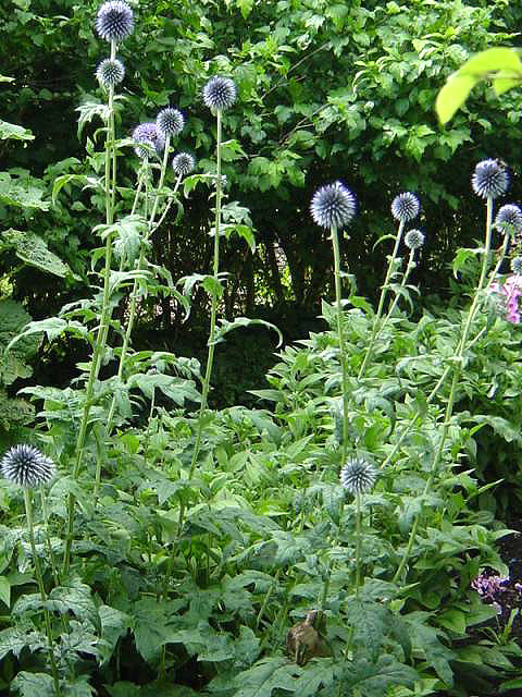 Photos Echinops ritro