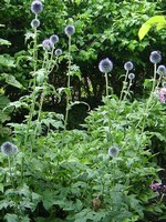 Echinops ritro - Kugeldistel