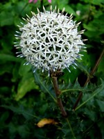 Echinops sphaerocephalus - Wei�wollige Kugeldistel