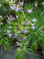 Echium candicans - Stolz von Madeira