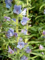 Echium vulgare - Natterkopf