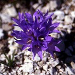 Photos Edraianthus croaticus