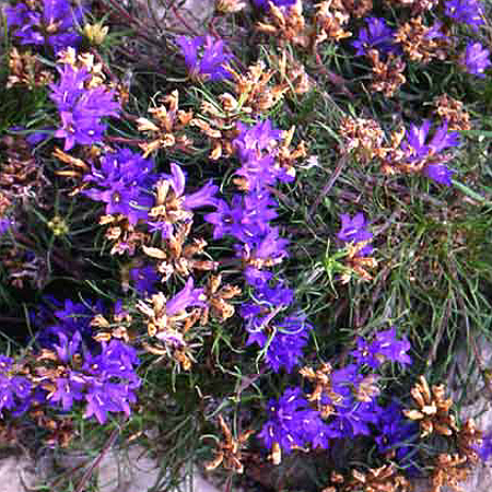 Photos Edraianthus tenuifolius - 