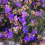 Photos Edraianthus tenuifolius