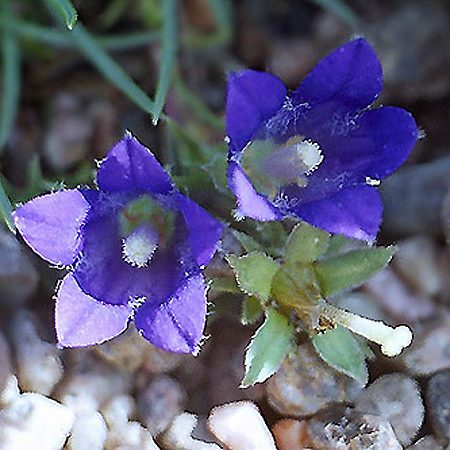 Photos Edraianthus pumilio - 