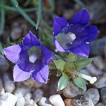 Edraianthus pumilio - Niedrige B�schelglocke
