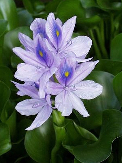 Photos Eichhornia crassipes - Common water hyacinth