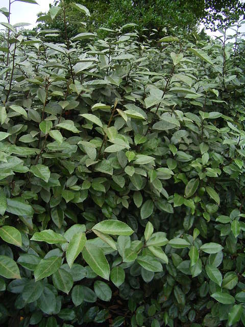 Photos Eleagnus x ebbingei - 