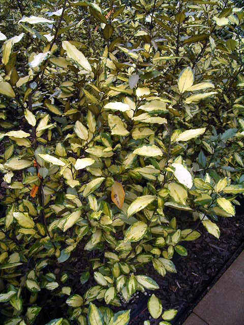Photos Eleagnus x ebbingei - 