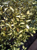 Eleagnus x ebbingei - Wintergr�ne �lweide Aurea
