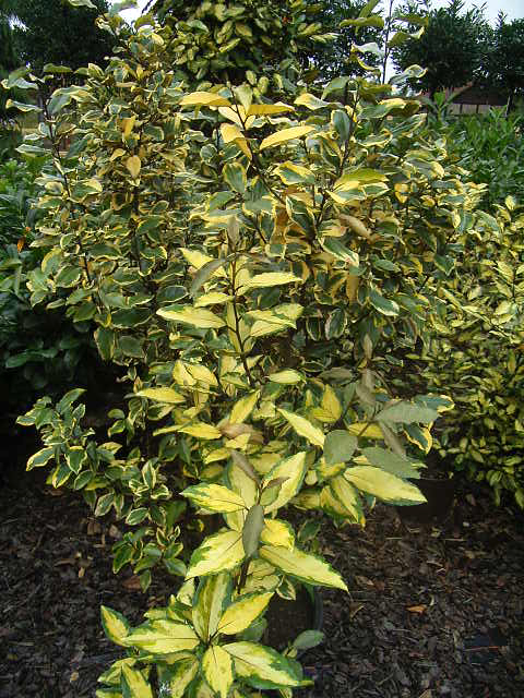 Photos Eleagnus x ebbingei - 