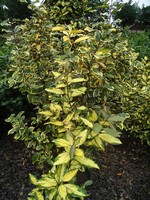 Eleagnus x ebbingei - Wintergr�ne �lweide Gilt Edge