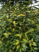 Eleagnus x ebbingei - Wintergr�ne �lweide Limelight
