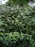 Eleagnus x ebbingei - Wintergr�ne �lweide