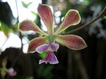 Encyclia megalantha - 