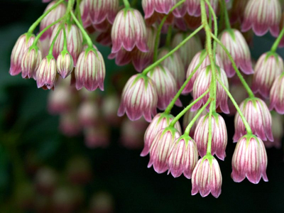 Enkianthus campanulatus