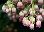 Photos Enkianthus campanulatus