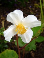 Eomecon chionantha - Waldmohn