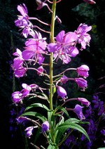 Epilobium angustifolium - Schmalbl�ttriges Weidenr�schen