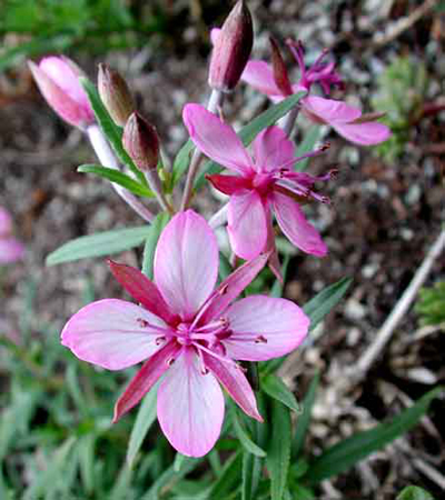 Photos Epilobium fleischeri - Willowherb