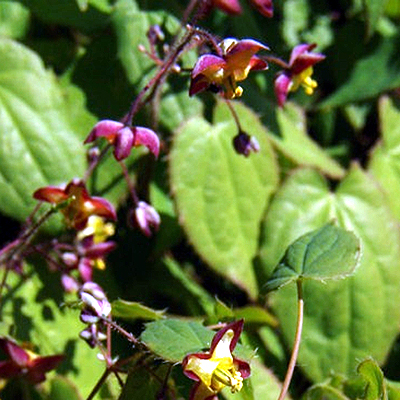 Photos Epimedium alpinum - Willowherb
