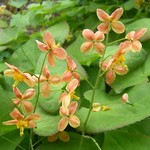 Photos Epimedium grandiflorum