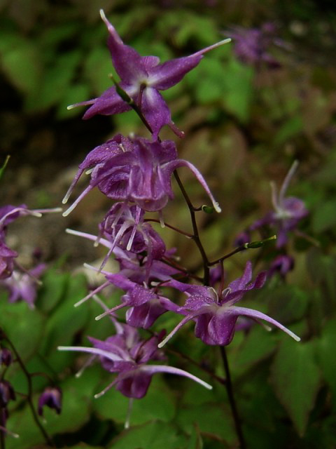 Photos Epimedium grandiflorum - Willowherb