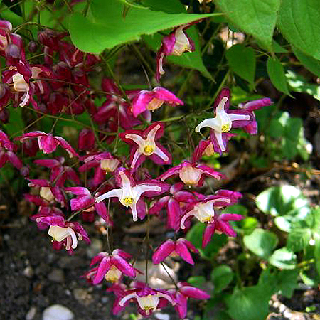 Photos Epimedium grandiflorum - Willowherb