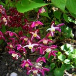 Photos Epimedium grandiflorum