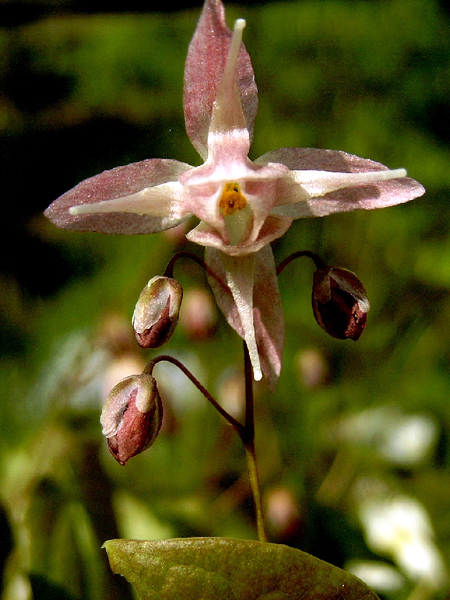 Photos Epimedium grandiflorum - Willowherb