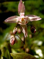 Photos Epimedium grandiflorum