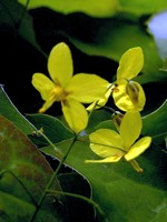 Photos Epimedium perralderianum
