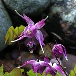 Photos Epimedium grandiflorum
