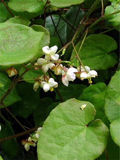 Photos Epimedium pubigerum - 
