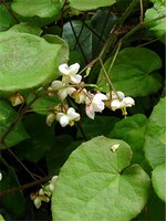 Photos Epimedium pubigerum