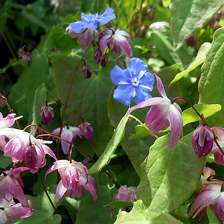 Photos Epimedium grandiflorum - Willowherb