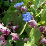 Photos Epimedium grandiflorum