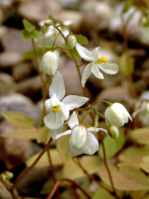 Photos Epimedium youngianum - Willowherb
