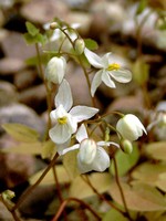 Photos Epimedium youngianum