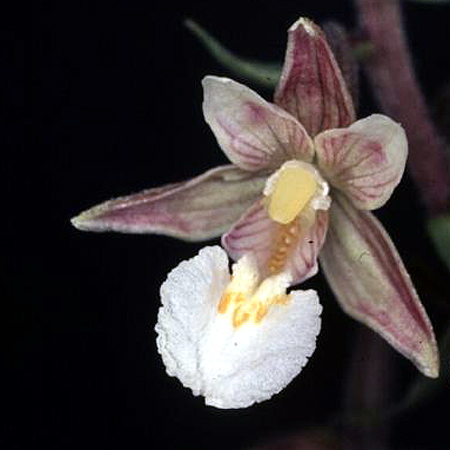 Foto Epipactis palustris - 
