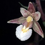 Epipactis palustris - Sumpfwurz
