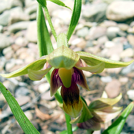 Fotos Epipactis Hybride - 