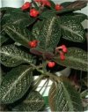 Episcia cupreata