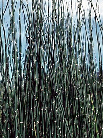 Photos Equisetum hyemale var. robustum - 