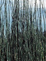 Equisetum hyemale var. robustum - Winter-Schachtelhalm