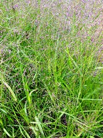 Photos Eragrostis curvula