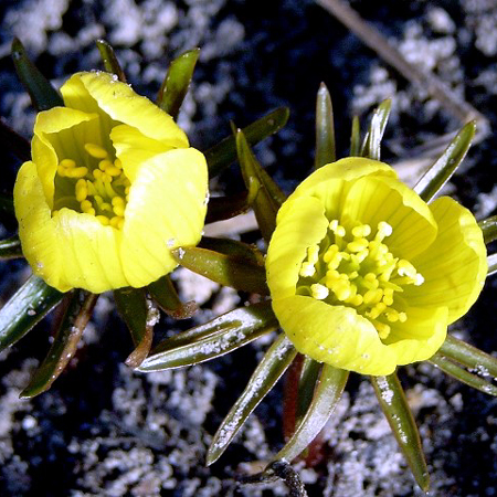 Fotos Eranthis cilicica - 