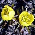 Eranthis cilicica - t�rkischer Winterling